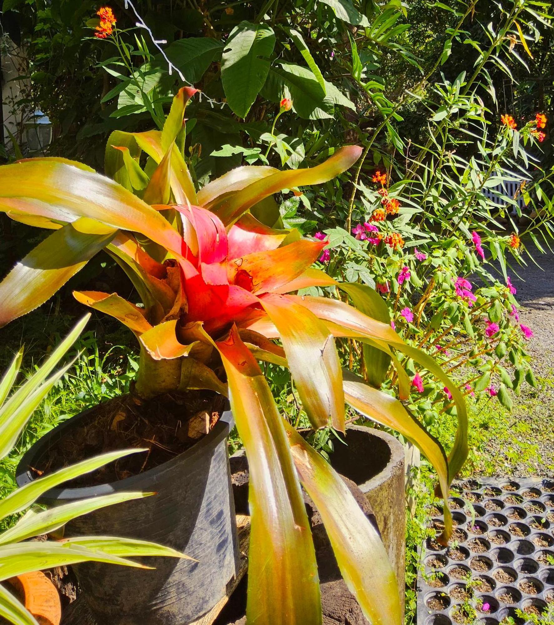 Balmy Hideout Cafe & Homestay Ban Huai Kaeo Εξωτερικό φωτογραφία